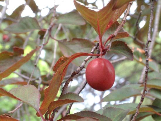 prunus cerasifera pissardii vancouver island grows prunus cerasifera pissardii vancouver island grows